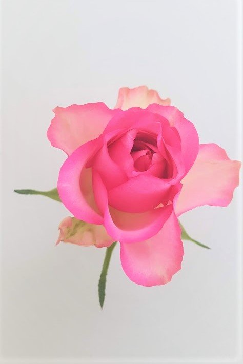 EFFEEDORA - Wedding et Event Planner - île de France - Baptême